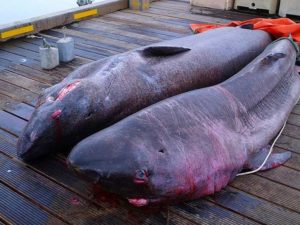 Пойманые гренландские акулы фото